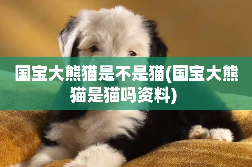 國寶大熊貓是不是貓(國寶大熊貓是貓嗎資料) 
