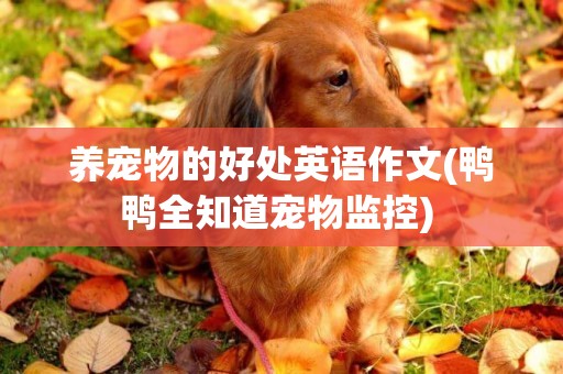 養寵物的好處英語作文(鴨鴨全知道寵物監控) 