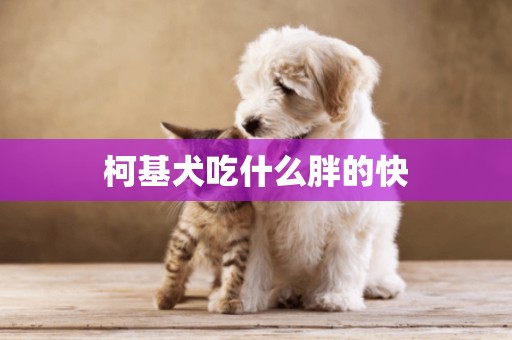 柯基犬吃什么胖的快