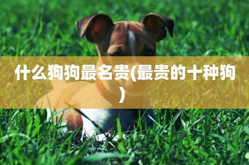 什么狗狗最名貴(最貴的十種狗) 