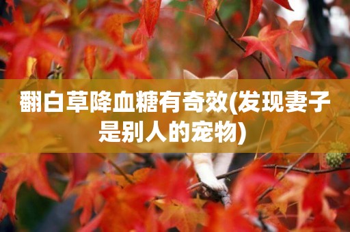 翻白草降血糖有奇效(發現妻子是別人的寵物) 