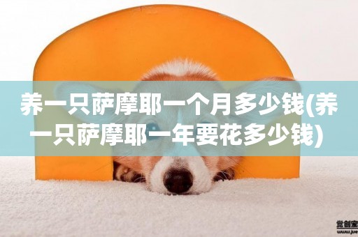 養一只薩摩耶一個月多少錢(養一只薩摩耶一年要花多少錢) 