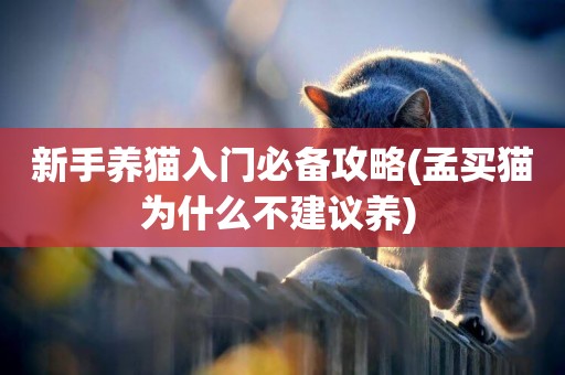 新手養貓入門必備攻略(孟買貓為什么不建議養) 