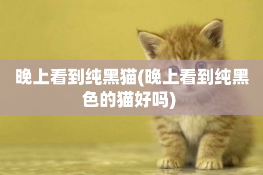 晚上看到純黑貓(晚上看到純黑色的貓好嗎) 