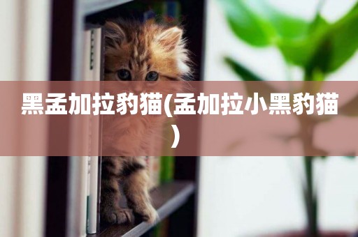 黑孟加拉豹貓(孟加拉小黑豹貓) 