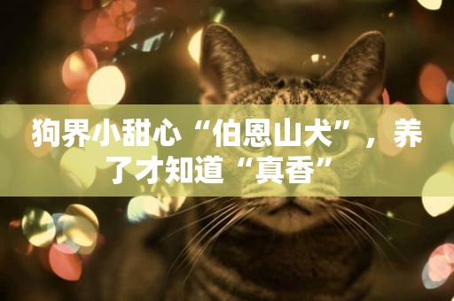 狗界小甜心“伯恩山犬”，養了才知道“真香” 