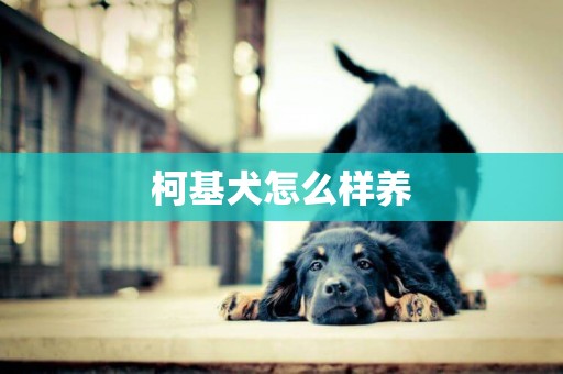 柯基犬怎么樣養