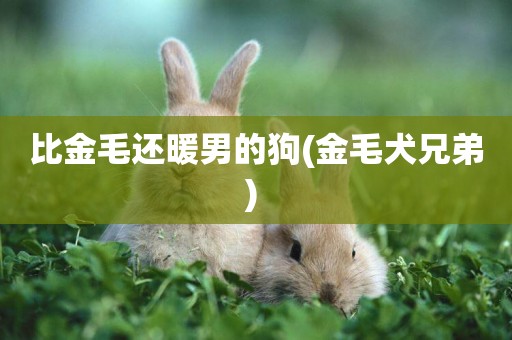 比金毛還暖男的狗(金毛犬兄弟) 
