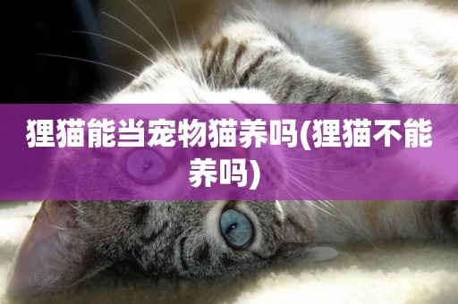 貍貓能當寵物貓養嗎(貍貓不能養嗎) 