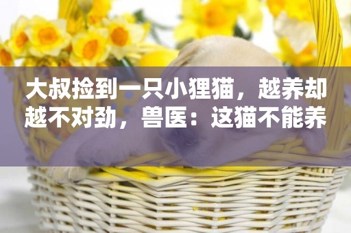 大叔撿到一只小貍貓，越養卻越不對勁，獸醫：這貓不能養 
