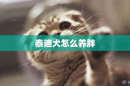 泰迪犬怎么養胖