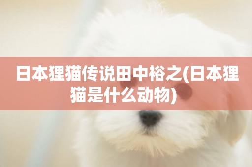 日本貍貓傳說田中裕之(日本貍貓是什么動物) 