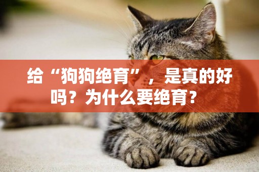 給“狗狗絕育”，是真的好嗎？為什么要絕育？ 