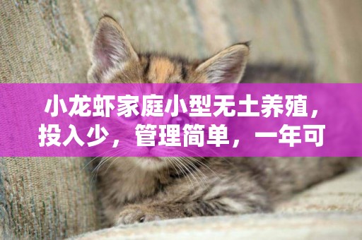 小龍蝦家庭小型無土養殖，投入少，管理簡單，一年可以捕撈9次 
