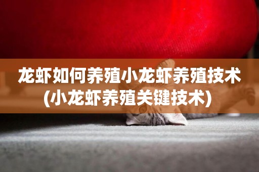 龍蝦如何養殖小龍蝦養殖技術(小龍蝦養殖關鍵技術) 