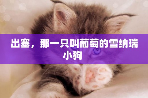 出塞，那一只叫葡萄的雪納瑞小狗 