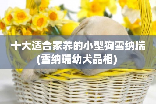 十大適合家養的小型狗雪納瑞(雪納瑞幼犬品相) 