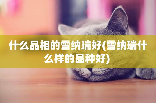 什么品相的雪納瑞好(雪納瑞什么樣的品種好) 