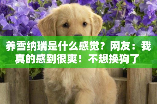 養雪納瑞是什么感覺？網友：我真的感到很爽！不想換狗了 