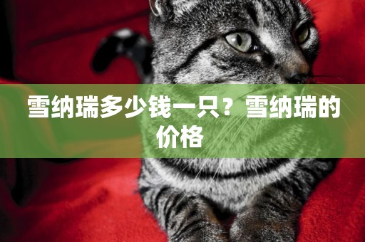 雪納瑞多少錢一只？雪納瑞的價格 