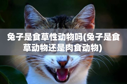 兔子是食草性動物嗎(兔子是食草動物還是肉食動物) 