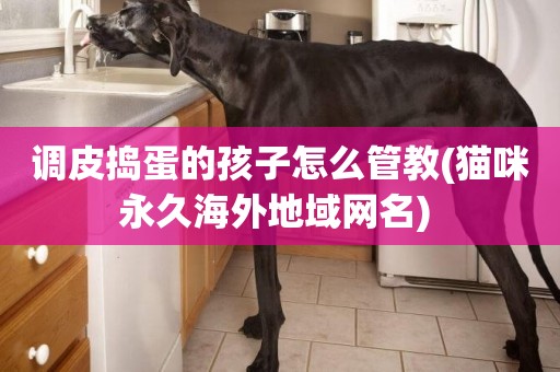 調皮搗蛋的孩子怎么管教(貓咪永久海外地域網名) 
