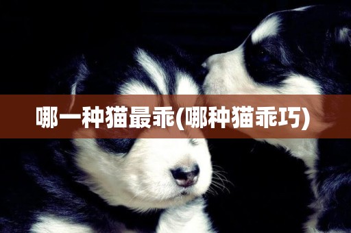 哪一種貓最乖(哪種貓乖巧) 
