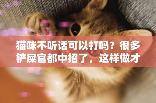 貓咪不聽話可以打嗎？很多鏟屎官都中招了，這樣做才是最正確的 