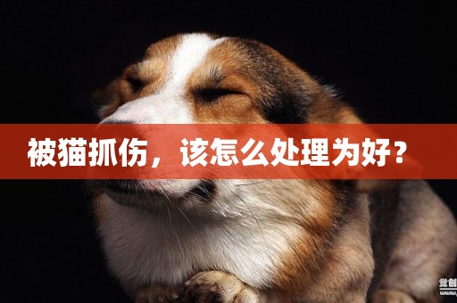 被貓抓傷，該怎么處理為好？ 