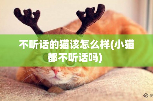 不聽話的貓該怎么樣(小貓都不聽話嗎) 