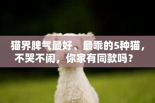貓界脾氣最好、最乖的5種貓，不哭不鬧，你家有同款嗎？ 