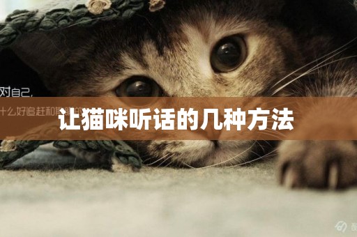 讓貓咪聽話的幾種方法 