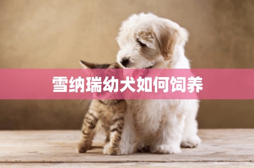 雪納瑞幼犬如何飼養