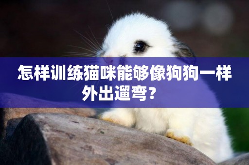 怎樣訓練貓咪能夠像狗狗一樣外出遛彎？ 