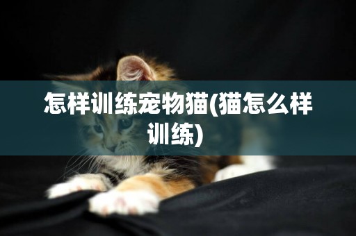 怎樣訓練寵物貓(貓怎么樣訓練) 
