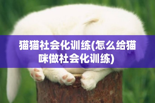 貓貓社會化訓練(怎么給貓咪做社會化訓練) 