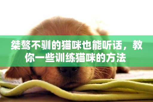 桀驁不馴的貓咪也能聽話，教你一些訓練貓咪的方法 