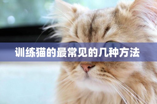 訓練貓的最常見的幾種方法 