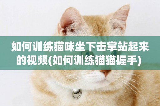 如何訓練貓咪坐下擊掌站起來的視頻(如何訓練貓貓握手) 