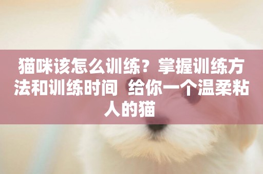 貓咪該怎么訓練？掌握訓練方法和訓練時間  給你一個溫柔粘人的貓 