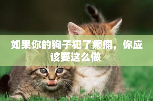 如果你的狗子犯了癲癇，你應該要這么做 