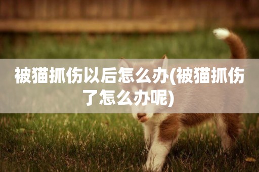 被貓抓傷以后怎么辦(被貓抓傷了怎么辦呢) 