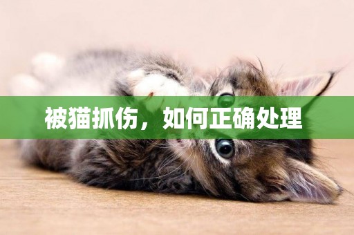 被貓抓傷，如何正確處理 