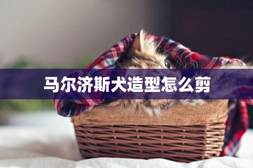 馬爾濟斯犬造型怎么剪