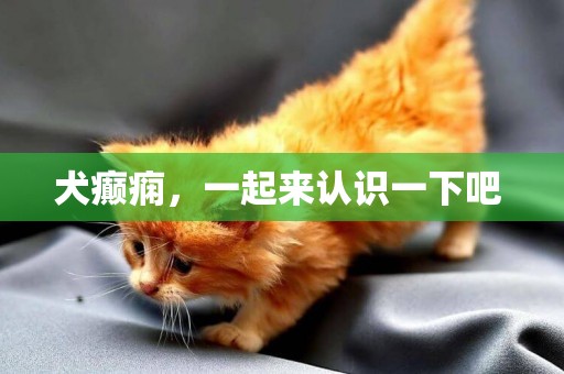 犬癲癇，一起來認識一下吧 