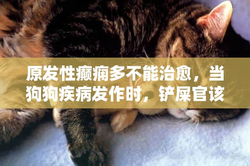原發性癲癇多不能治愈，當狗狗疾病發作時，鏟屎官該怎么做？ 