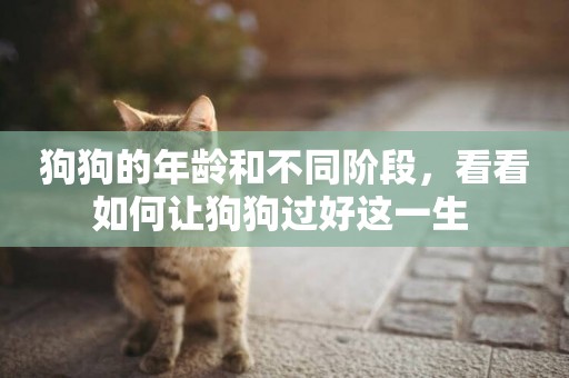 狗狗的年齡和不同階段，看看如何讓狗狗過好這一生 