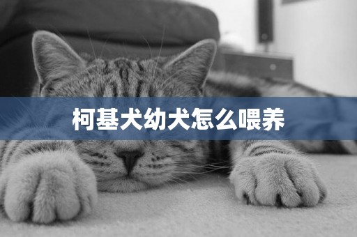 柯基犬幼犬怎么喂養