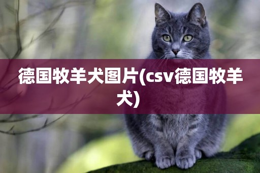 德國牧羊犬圖片(csv德國牧羊犬) 