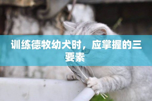 訓練德牧幼犬時，應掌握的三要素 